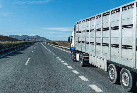 Photo of truck hauling a cattle trailer